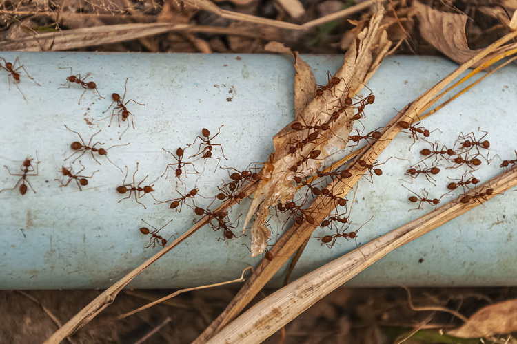 Ants crawling along a pipe