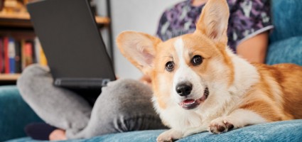 BlogImages/How-to-Keep-Your-Home-Clean-with-a-Pet.jpg