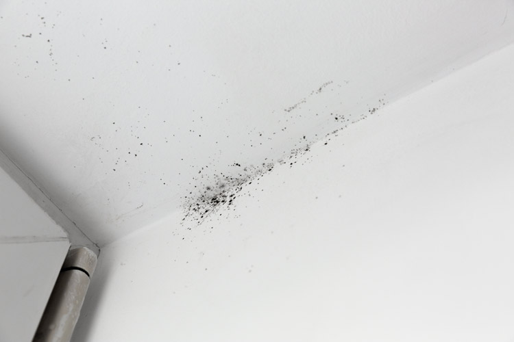 Black mold on ceiling