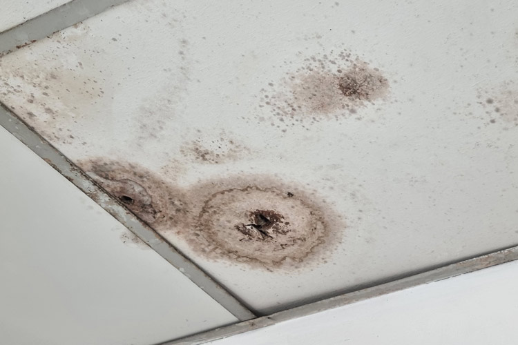 Mold on a drop ceiling