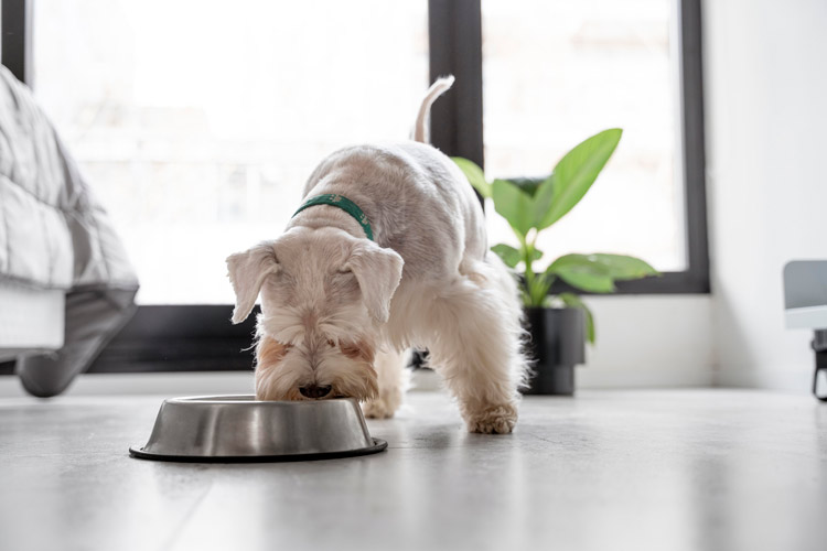 White dog eating from bowl.