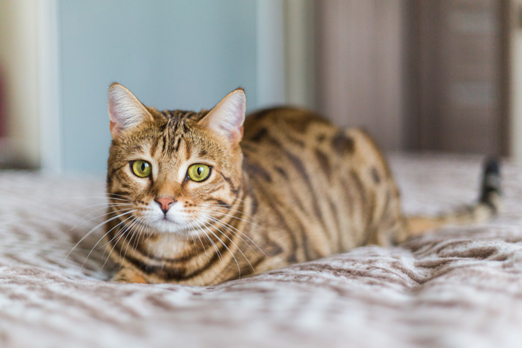 a cat lying on bed
