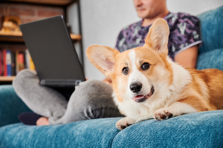 A dog sitting on couch next to owner